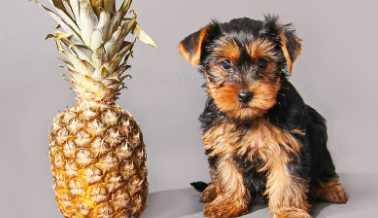狗可以吃菠萝吗？