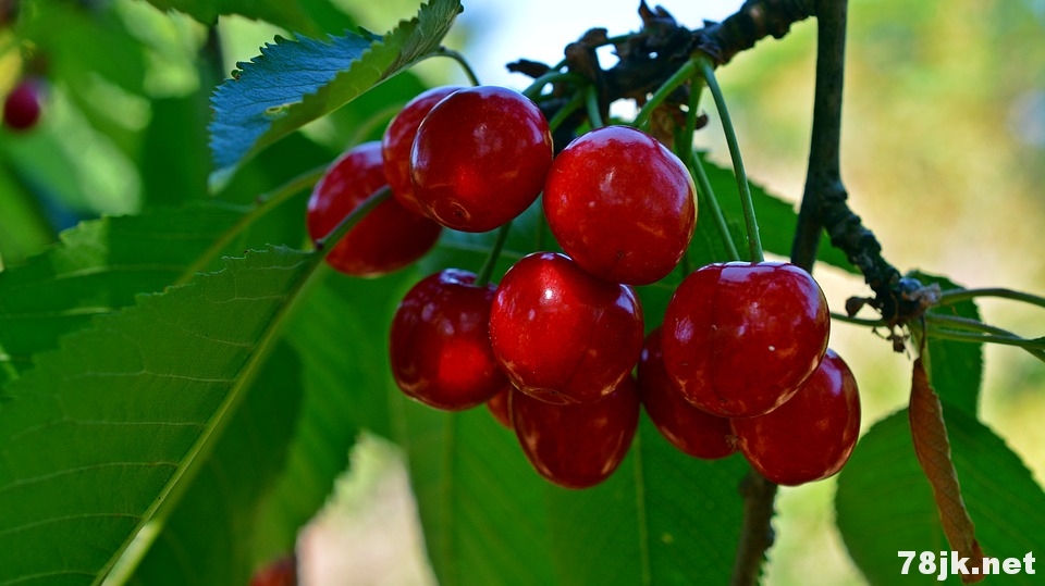 6个酸樱桃的好处和营养价值