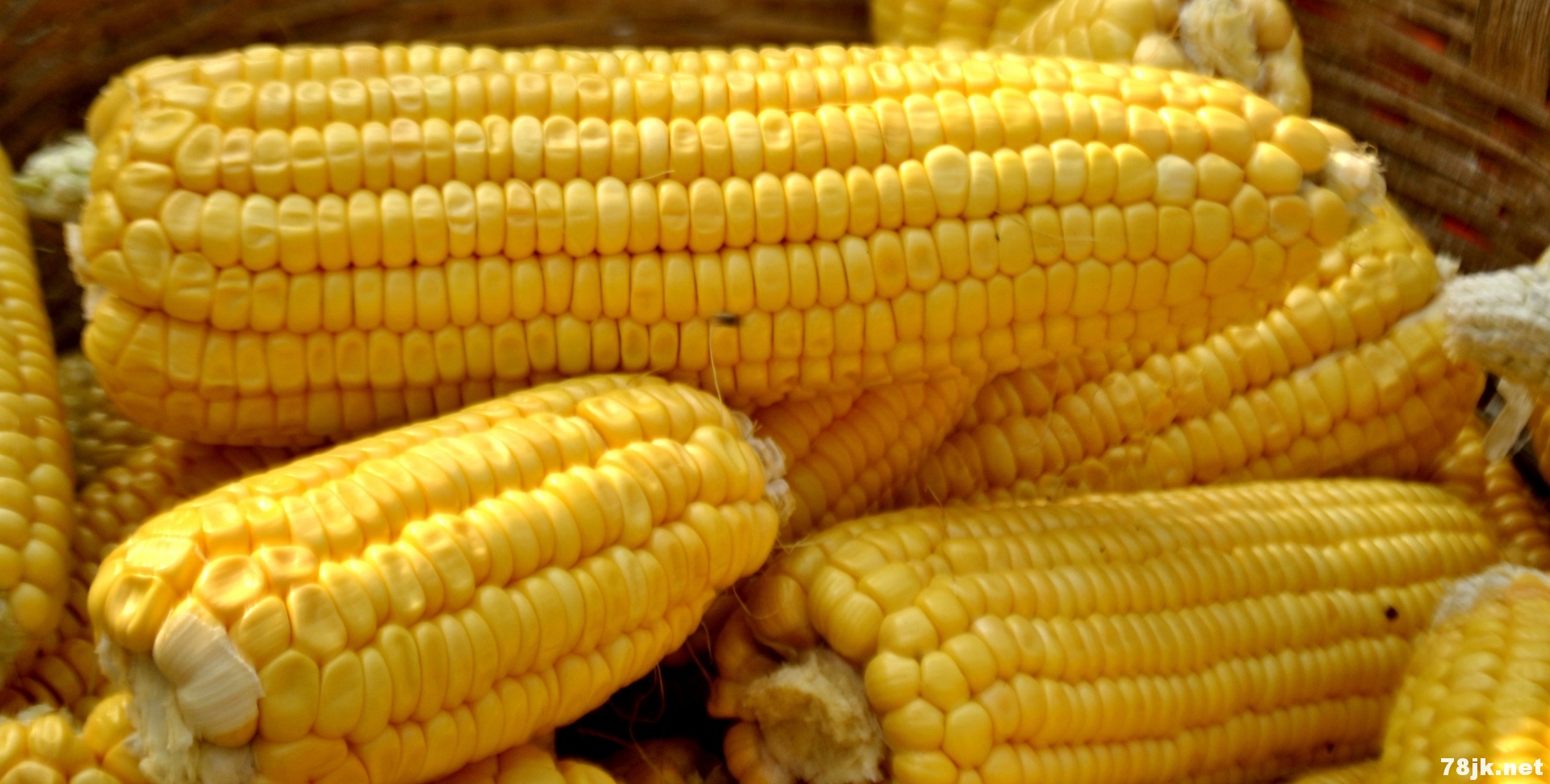 玉米的功效与作用及适用人群-为什么