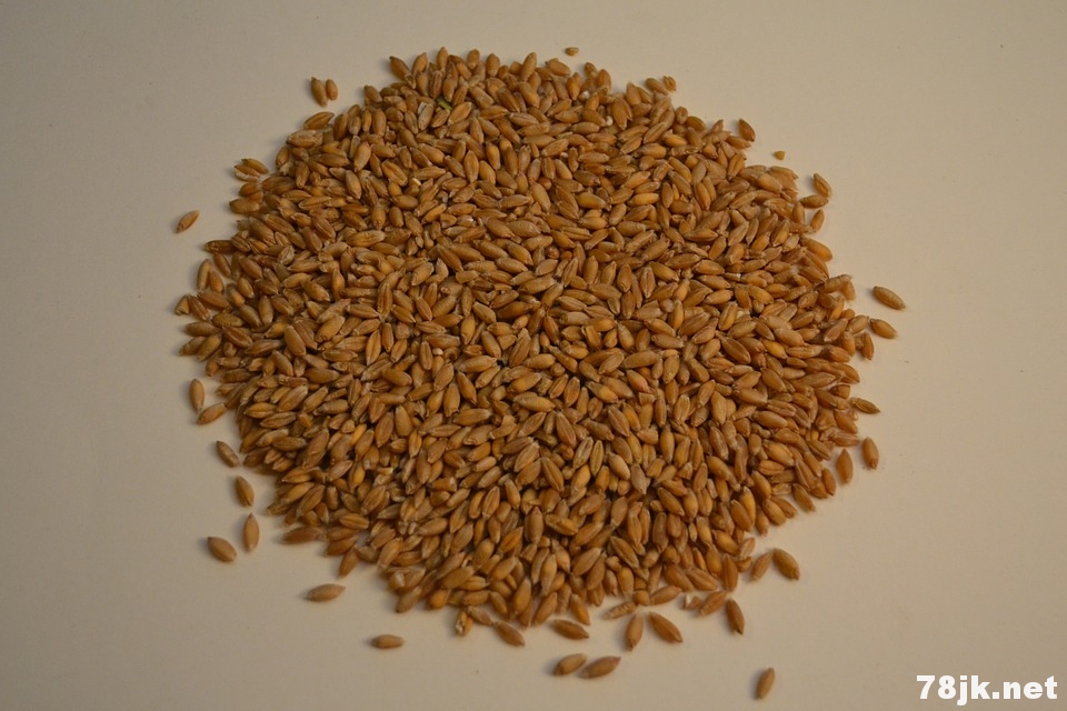 黑小麦的营养价值、11个功效与作用