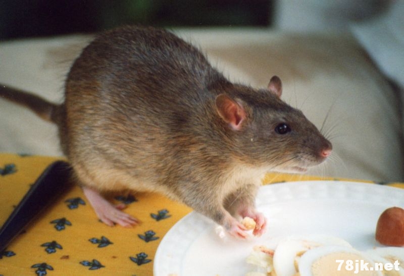 如果烹饪得当，下水道老鼠可以吃吗？