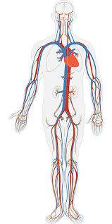 心血管系统，循环系统，身体，人体