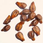 葡萄籽的功效与作用_葡萄籽提取物的功效有哪些