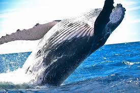 蓝鲸跳跃在海洋上