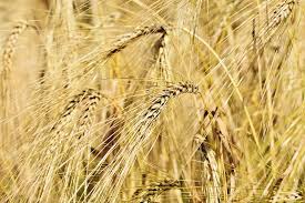 大麦的功效与作用_大麦的食用方法和禁忌有哪些？