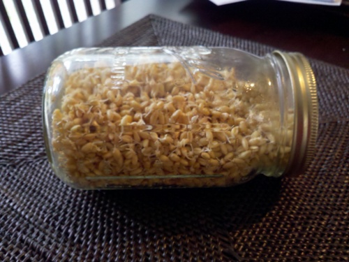 如何让糙米发芽？发芽糙米的功效有哪些？