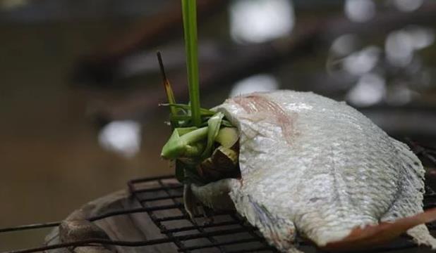 罗非鱼的养殖和健康问题