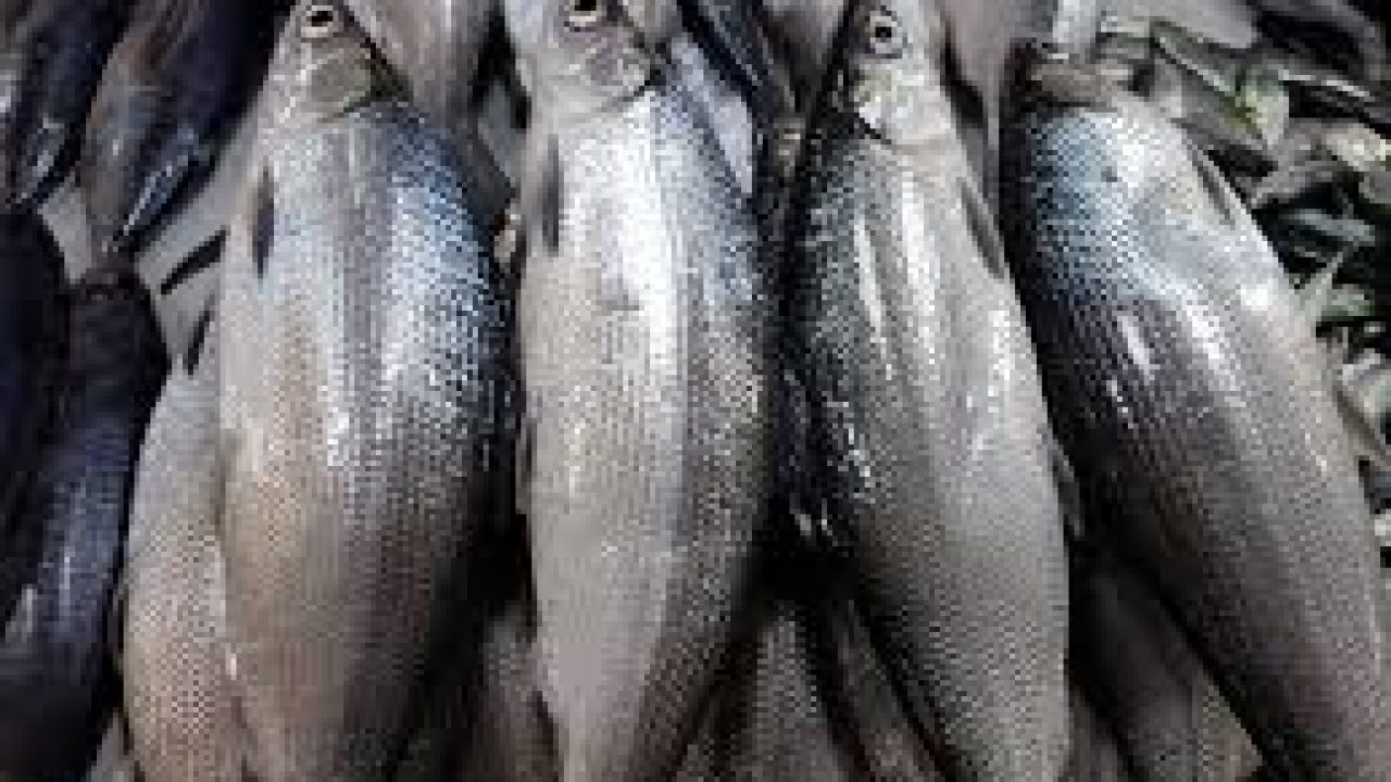 巴沙鱼的功效与作用 营养价值和食用方法 78健康网