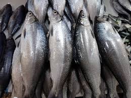 巴沙鱼的功效与作用_营养价值和食用方法