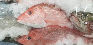 罗非鱼的副作用和禁忌有哪些？