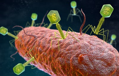 噬菌体病毒如何帮助我们对抗细菌以保持健康
