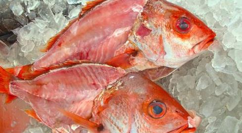红鲷鱼的功效与作用和营养价值