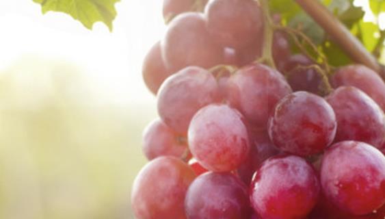 葡萄的功效与作用_葡萄的食用方法和禁忌
