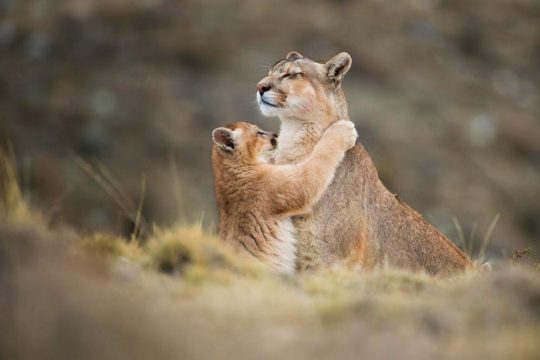 一只抱着母亲的美洲狮被评为年度最佳旅行照片之一