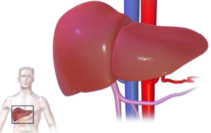 如何为肝脏排毒：避免毒素和改善肝脏功能