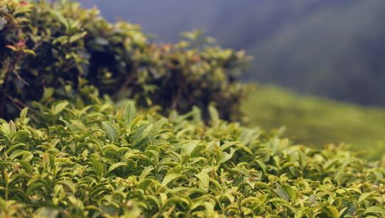 绿茶和抹茶有什么区别：营养、制作和其它方面对比