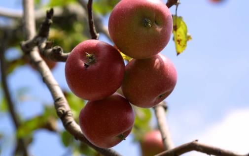 苹果酸是什么_苹果酸的好处与剂量