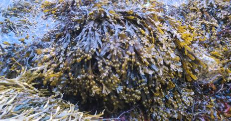 墨角藻的副作用和禁忌有哪些？
