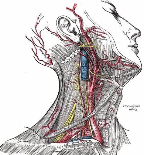 颈动脉的功能和作用是什么？有哪些疾病？