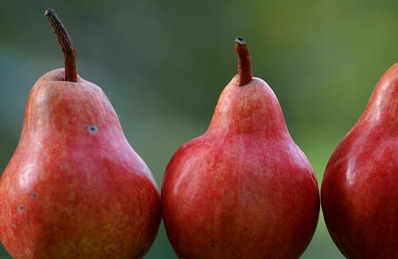 吃梨帮助减肥吗_减肥期间吃梨的好处