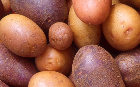 土豆的营养价值和营养成分