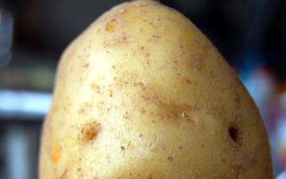 土豆（马铃薯）可以治疗坏血病吗？