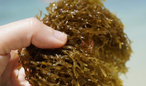 海藻和海带的营养价值与好处有哪些？