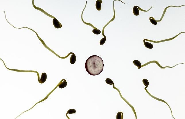 什么是精子运输?
