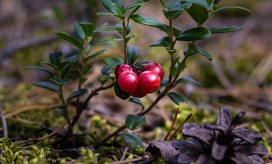 蔓越莓对男性的好处和功效有哪些？