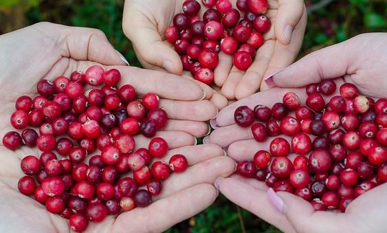 蔓越莓干的营养价值和营养成分有哪些？