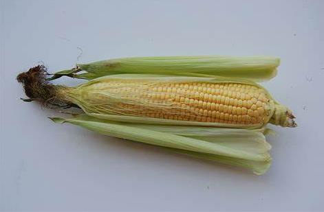 玉米的品种、挑选和储存