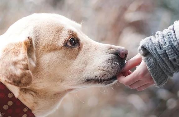狗狗可能比药物更快的检测出新冠病毒