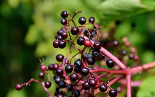 接骨木莓的功效与作用有哪些？