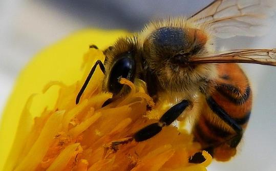 蜂花粉对心脏和血管有好处吗？