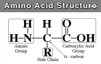 怎样描述蛋白质的化学结构?
