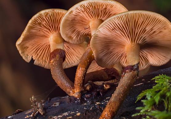 蘑菇是蛋白质的来源吗？吃蘑菇补充蛋白质吗？
