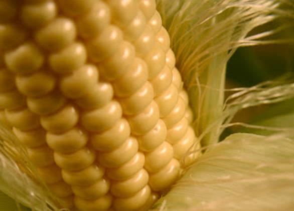 100g鲜玉米的热量、营养价值和营养成分表