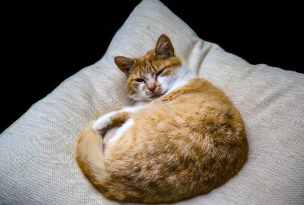 宠物猫，枕头