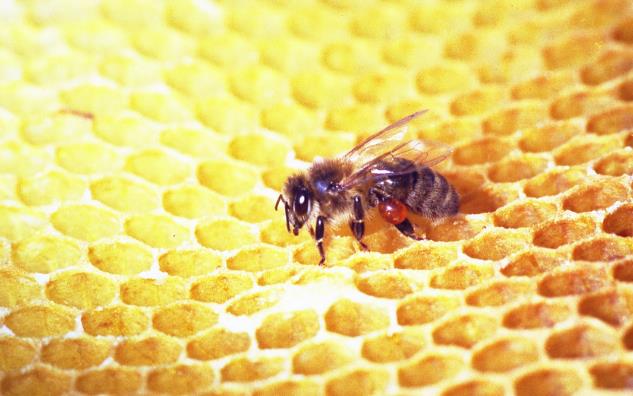 蜂巢素怎么吃：最好最有效的吃法