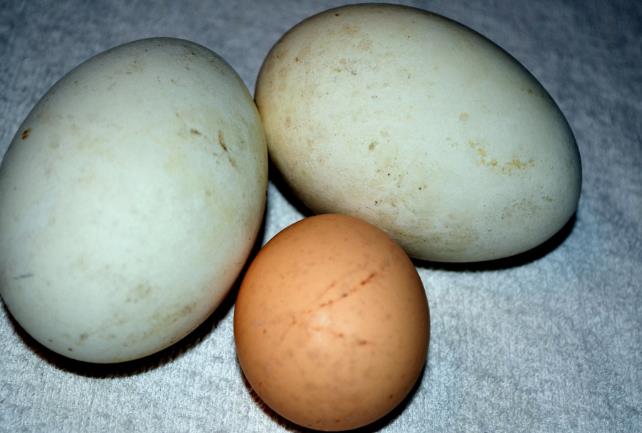 鹅蛋的功效与作用_鹅蛋的食用方法和禁忌
