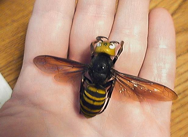 金环胡蜂