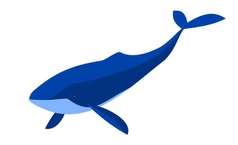 蓝鲸吃什么