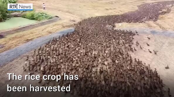 泰国上万只鸭子冲入稻田吃害虫 场面壮观