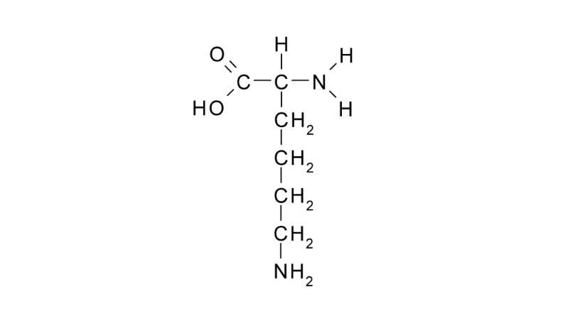 赖氨酸能形成氢键吗？