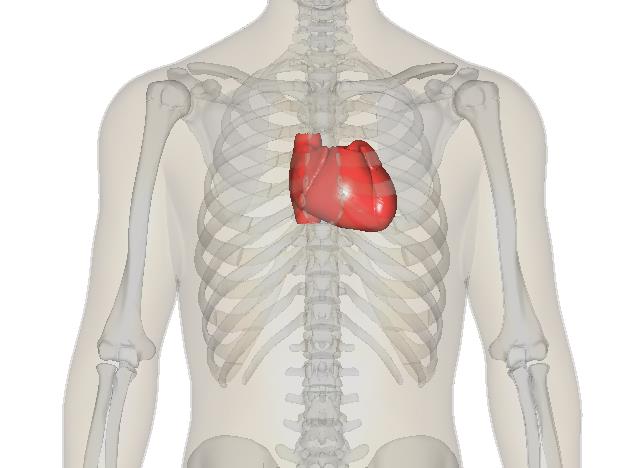 心肌肌钙蛋白是什么意思