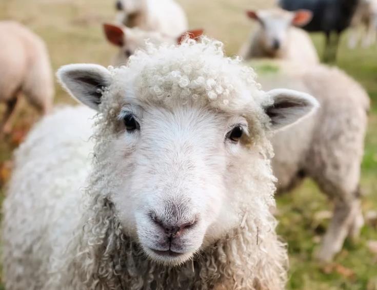 羊感冒的症状和表现有哪些